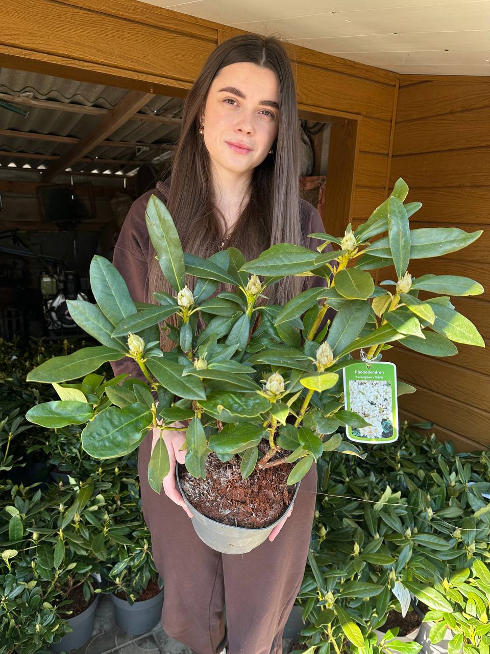 2026-02-05 12.35.44 Рододендрон Розеум Елеганс