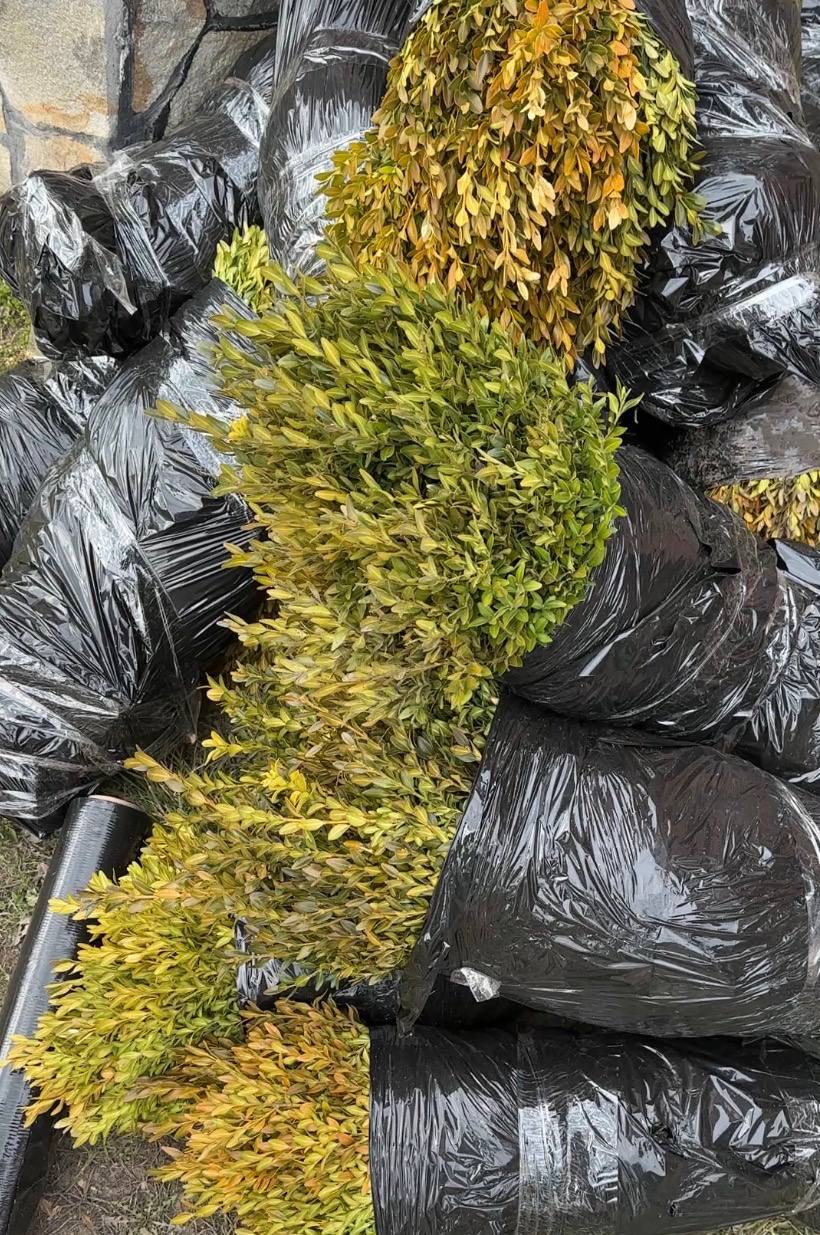 Набір самшиту - 10 кущів за 550