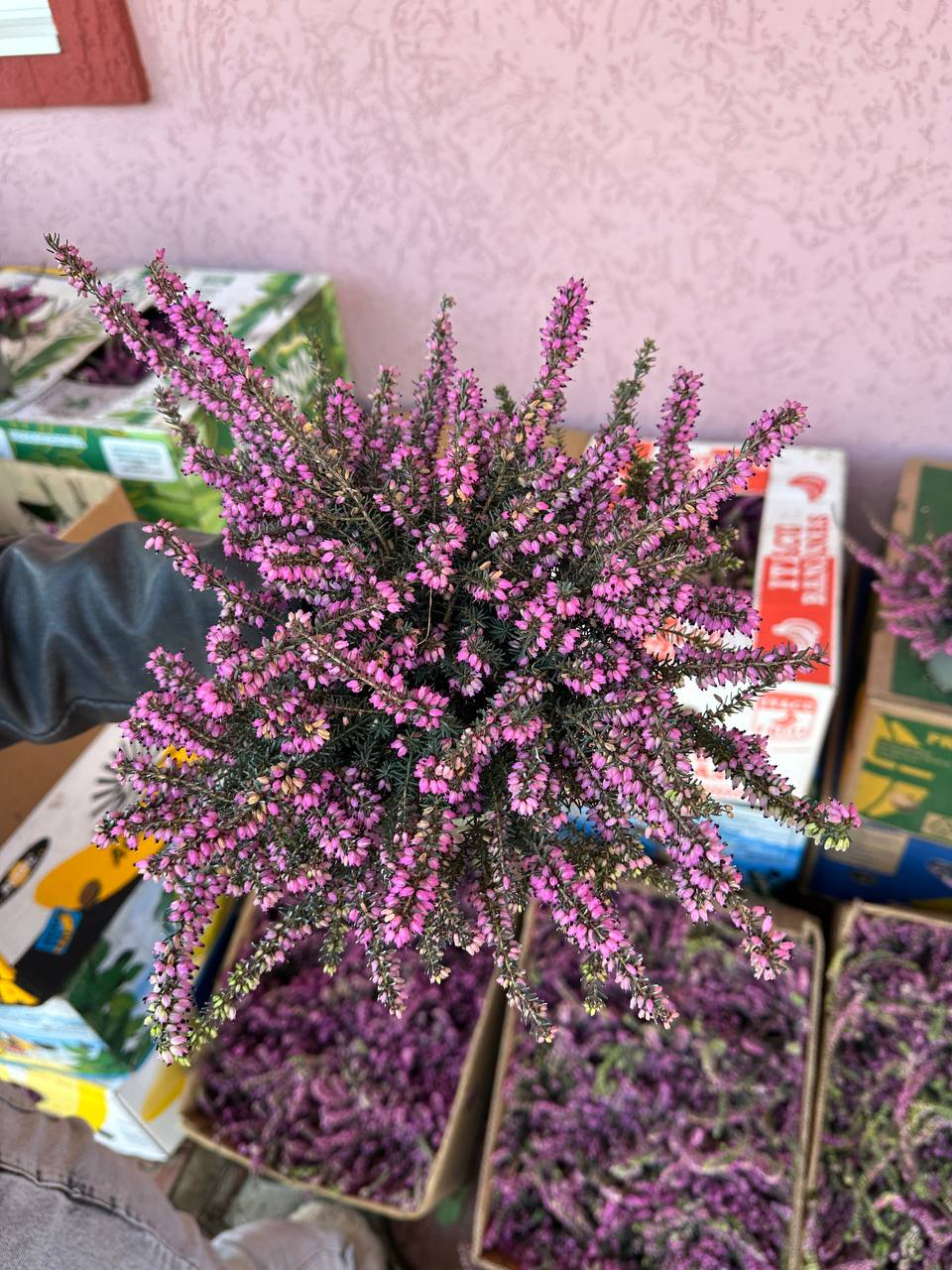 2026-02-05 12.48.13 Еріка Дарленська Дженні Портер – темно-рожева