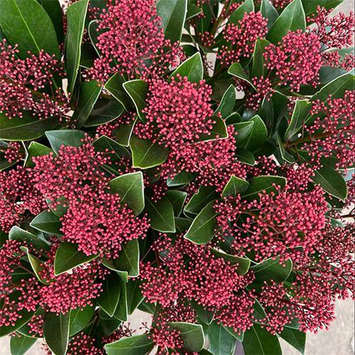 Скімія Японська