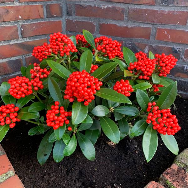 Скімiя японська з яскравими ягодами