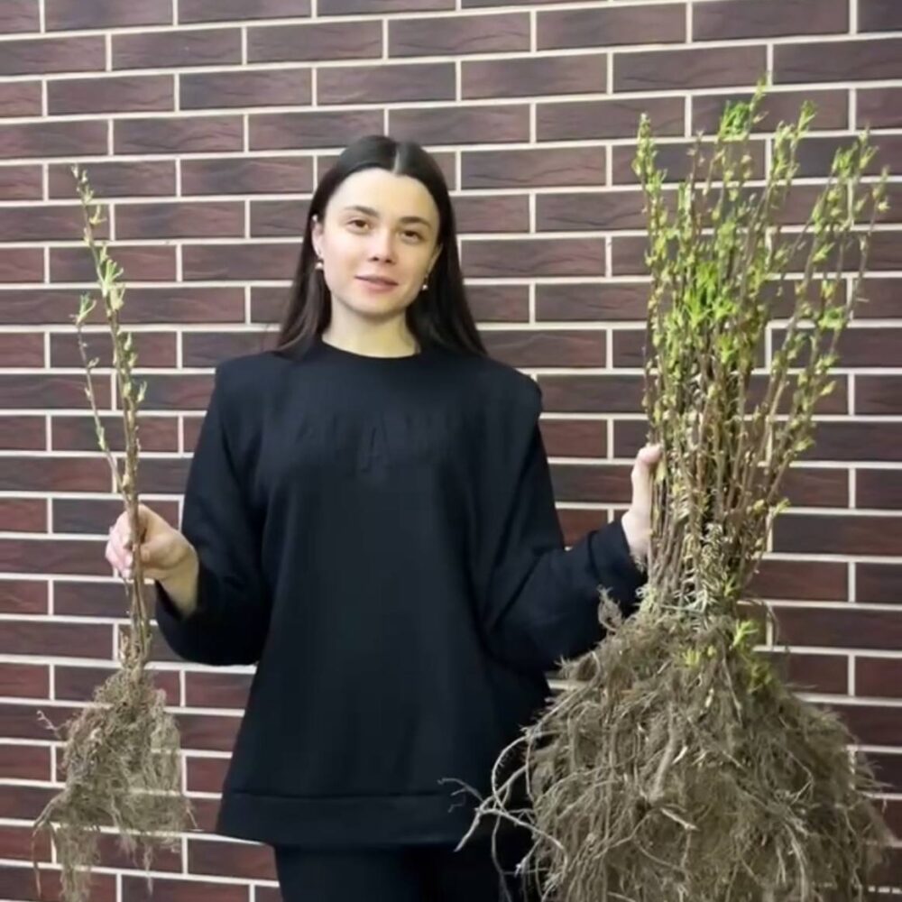 Набір з 10-ти смородини 550 грн