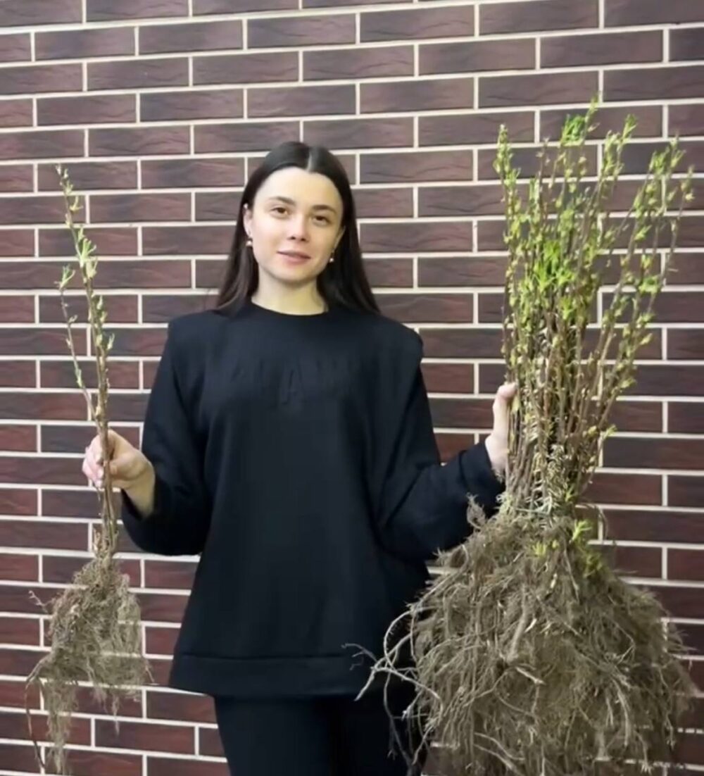 Набір з 10-ти смородини 550 грн